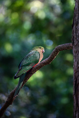 Australian female king parrot perched on the branch