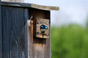 Tree Swallow in Birdhouse