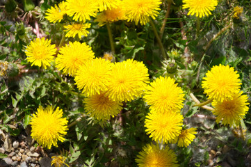 Dandelions in the Grass