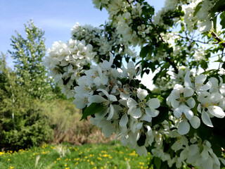 White Flowers of a Tree