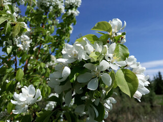 White Flowers of a Tree