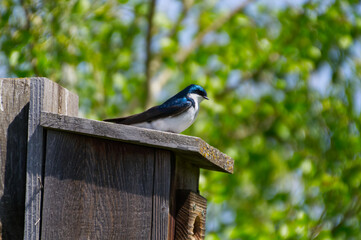 Tree Swallow Guarding Birdhouse