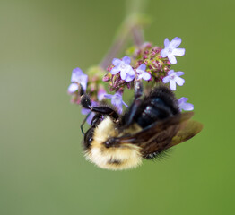 Butterflies and Bees
