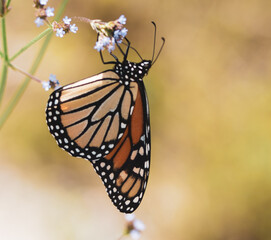 Butterflies and Bees
