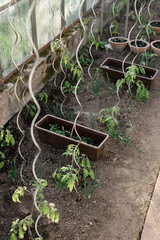 Close-up view of young fresh seedlings  in pots. Preparing for the start of planting season....