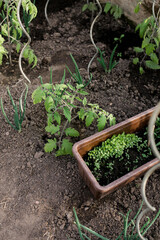 Close-up view of young fresh seedlings  in pots. Preparing for the start of planting season. Greenhouse with seedlings in fertilized soil. Growing vegetables. Green sprout growing out of soil