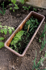 Close-up view of young fresh seedlings  in pots. Preparing for the start of planting season. Greenhouse with seedlings in fertilized soil. Growing vegetables. Green sprout growing out of soil