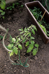 Close-up view of young fresh seedlings  in pots. Preparing for the start of planting season. Greenhouse with seedlings in fertilized soil. Growing vegetables. Green sprout growing out of soil
