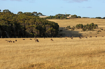 Fototapeta na wymiar Kangaroo mob on the meadow - Victoria, Australia