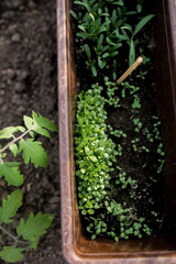 Close-up view of young fresh seedlings  in pots. Preparing for the start of planting season. Greenhouse with seedlings in fertilized soil. Growing vegetables. Green sprout growing out of soil