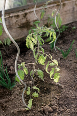 Close-up view of young fresh seedlings  in pots. Preparing for the start of planting season. Greenhouse with seedlings in fertilized soil. Growing vegetables. Green sprout growing out of soil