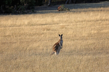 Female Kangaroo watching me - Victoria, Australia