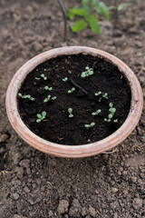 Close-up view of young fresh seedlings  in pots. Preparing for the start of planting season. Greenhouse with seedlings in fertilized soil. Growing vegetables. Green sprout growing out of soil