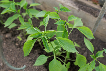 Close-up view of young fresh pepper chilli seedlings. Start of planting season. Old glass greenhouse with seedlings in fertilized soil. Growing vegetables. Green sprout growing out of soil