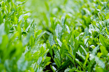 新緑の茶畑　一番茶　新茶　京都府和束町