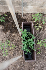 Close-up view of young fresh seedlings  in pots. Preparing for the start of planting season. Greenhouse with seedlings in fertilized soil. Growing vegetables. Green sprout growing out of soil