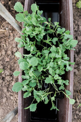 Close-up view of young fresh radish seedlings  in pots. Preparing for the start of planting season. Greenhouse with seedlings in fertilized soil. Growing vegetables. Green sprout growing out of soil