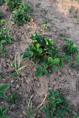 Strawberry plant. Bush of strawberry in soil. Strawberry bush without berries and flowers in the garden. Green strawberry leaves on sunny day.  Bed of strawberries in the garden. Growing strawberries