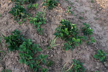 Strawberry plant. Bush of strawberry in soil. Strawberry bush without berries and flowers in the garden. Green strawberry leaves on sunny day.  Bed of strawberries in the garden. Growing strawberries