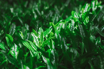 京都府和束町の茶畑　玉露　高級煎茶　一番茶