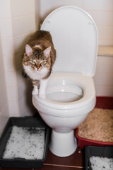 Cute cat in the toilet. White grey and brown cat sits on a flush toilet bowl at white bathroom with grey and red cat litter boxes on bathroom floor. 