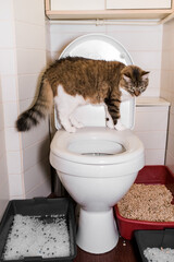 Cute cat in the toilet. White grey and brown cat sits on a flush toilet bowl at white bathroom with grey and red cat litter boxes on bathroom floor. 