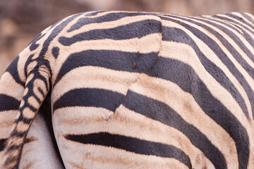 Scar on Zebra rump from a Lion attack Kruger Park South Africa