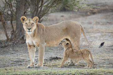 Fototapeta na wymiar One adult Lioness standing while her cub is suckling Ndutu Tanzania