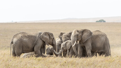Herde trauriger Elefanten, die um ein totes Familienmitglied trauern Serengeti Tansania