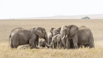 Fotobehang Olifant Kudde trieste olifanten rouwen om een overleden familielid Serengeti Tanzania