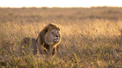 Adult male Lion standing alert in morning light Serengeti Tanzania