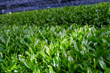 覆下栽培の茶葉　被覆栽培　玉露　高級煎茶