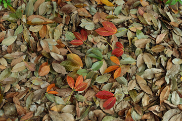 In autumn fallen of dry leaves on ground in forest pattern background