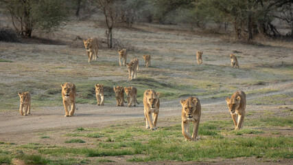 A large pride of African Lions walking on the road in Ndutu Tanzania