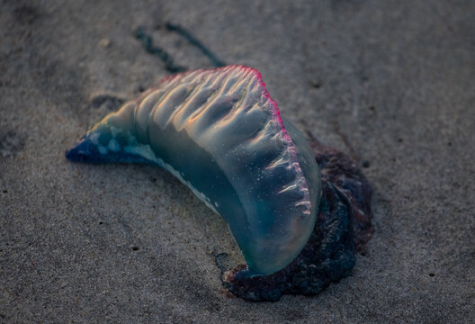 Portugese Man O War