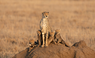 Adult female Cheetah with four small baby cubs sitting on a termite mound in Serengeti Tanzania