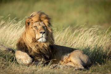 Naklejka na ściany i meble Beautiful Adult Male Lion King with large mane in the Serengeti Tanzania.