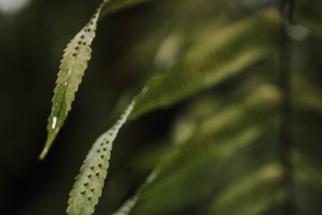 Close-up of a fern with dark background 