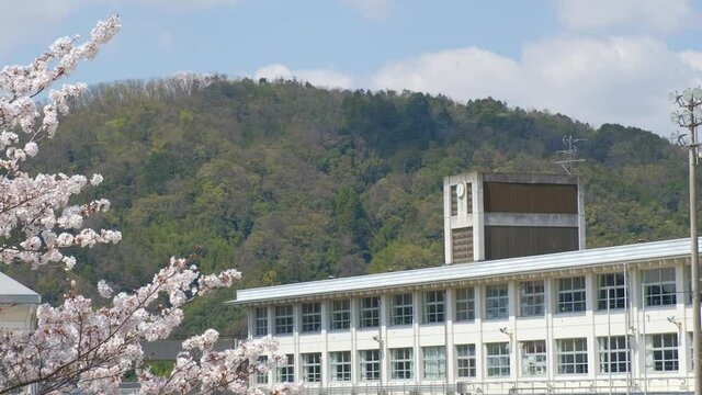 動画素材：学校と桜の花　春イメージ　入学式　新学期　ズームアウト	

