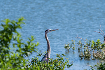 Great Blue Heron watching from behind bush