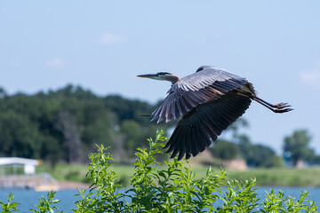Great Blue Heron with wings curved in flight