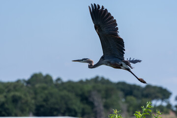 Great Blue Heron with wings outstretched wings