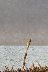 つくし　アスファルト　素材