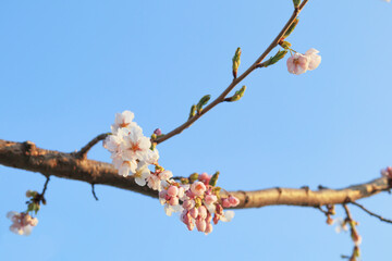 さくら　素材