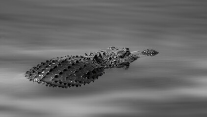 Alligator, black and white