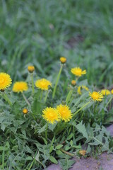 Yellow dandelions in the grass. Spring blossom. Sunny morning. Floral background, bokeh.