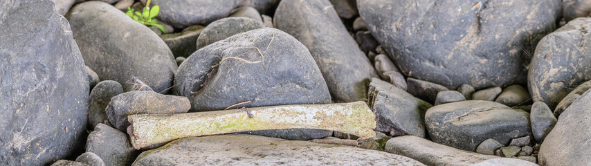 Animal bone on rocks