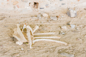 Scattered bones of animal