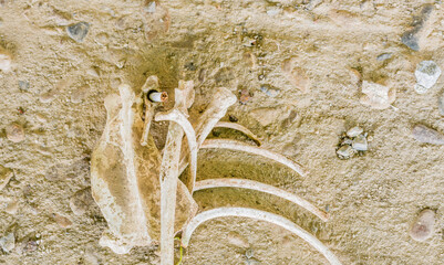 Scattered bones of animal