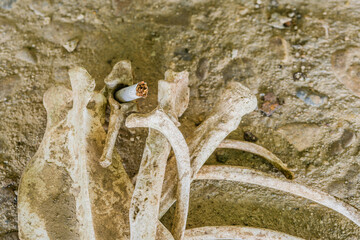 Scattered bones of animal